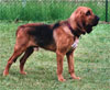 Click here for more detailed Bloodhound breed information and available puppies, studs dogs, clubs and forums